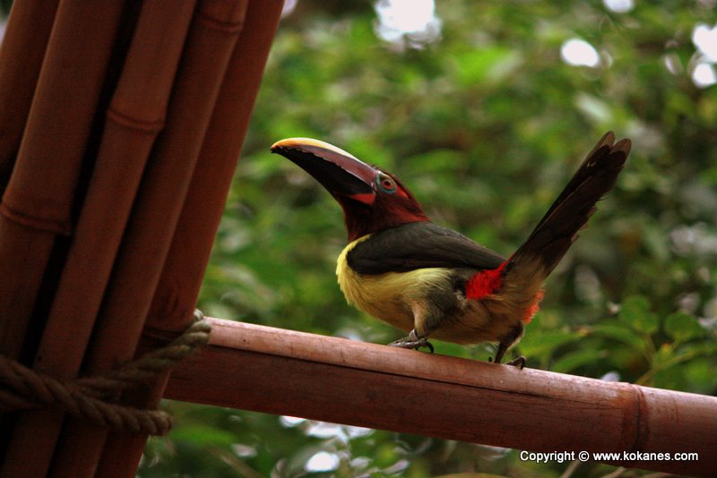 Perching Birds